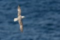 Northern arctic fulmar fulmarus glacialis in flight over blue sea Royalty Free Stock Photo