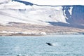 Northern Arctic landscape with breaching Humpback whale in foreground