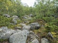 Northern artic landscape, tundra in Swedish Lapland with granite stone and boulders, birch bush, green hills and