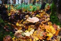 Northern autumn forest with yellow leaves and last mushrooms
