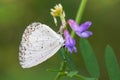 Northern Azure - Celastrina lucia Royalty Free Stock Photo