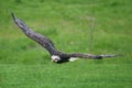 Northern bald eagle Royalty Free Stock Photo