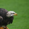 Northern bald eagle Royalty Free Stock Photo