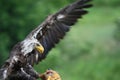 Northern bald eagle Royalty Free Stock Photo