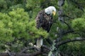 Northern Bald Eagle in green pine Royalty Free Stock Photo