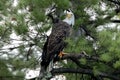 Northern Bald Eagle in green pine Royalty Free Stock Photo