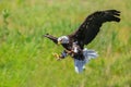 Northern bald eagle Royalty Free Stock Photo