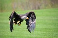 northern bald eagle Royalty Free Stock Photo