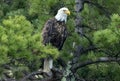 Northern Bald Eagle in Pine Royalty Free Stock Photo