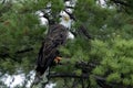 Northern Bald Eagle in green pine Royalty Free Stock Photo