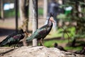 Northern bald ibis birds perched on a rock with a stick in the beak Royalty Free Stock Photo