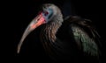 A beautiful photograph of The Northern Bald Ibis