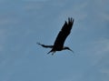 Northern bald ibis flying in GrÃ¼nau im Almtal