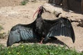 Northern bald ibis (Geronticus eremita) Royalty Free Stock Photo