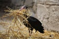 Northern bald ibis (Geronticus eremita). Royalty Free Stock Photo