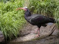 Northern bald ibis, Geronticus eremita, has a red beak and a tuft on its head, has been threatened with extinction Royalty Free Stock Photo