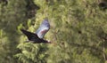 Northern Bald Ibis (Geronticus eremita) Royalty Free Stock Photo