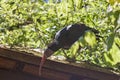 Northern bald ibis - Geronticus eremita Royalty Free Stock Photo