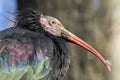 Northern bald ibis (Geronticus eremita) Royalty Free Stock Photo