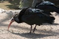 Northern bald ibis or Hermit ibis (Geronticus eremita) Royalty Free Stock Photo