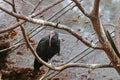 The northern bald ibis, hermit ibis, waldrapp black bird with re Royalty Free Stock Photo