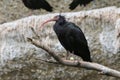 The northern bald ibis, hermit ibis, waldrapp black bird with re Royalty Free Stock Photo