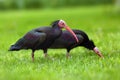 The northern bald ibis, hermit ibis, or waldrapp Geronticus eremita looking for food in green grass Royalty Free Stock Photo