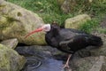 Northern Bald Ibis or Hermit Ibis