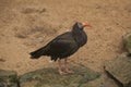Northern bald ibis, hermit ibis, waldrapp Geronticus eremita. Royalty Free Stock Photo