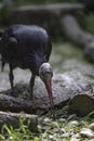 The northern bald ibis, hermit ibis, or waldrapp (Geronticus ere Royalty Free Stock Photo