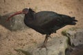 Northern bald ibis, hermit ibis, waldrapp Geronticus eremita. Royalty Free Stock Photo