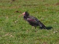 The northern bald ibis, hermit ibis, or waldrapp Geronticus eremita