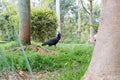 Black Ibis bird in Moroccan zoo Royalty Free Stock Photo