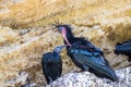 Northern bald ibis, hermit ibis or waldrapp - Geronticus eremita - in the nest with its chick Royalty Free Stock Photo