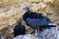 Northern bald ibis, hermit ibis or waldrapp - Geronticus eremita - in the nest with its chick Royalty Free Stock Photo