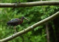 The northern bald ibis, hermit ibis, or waldrapp Geronticus eremita on the old branch Royalty Free Stock Photo