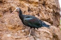 Northern bald ibis photo