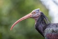 Northern bald ibis photo