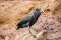 Northern bald ibis photo