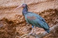 Northern bald ibis photo