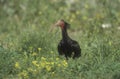 Northern bald ibis or Waldrapp, Geronticus eremita Royalty Free Stock Photo