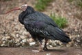 Northern bald ibis (Geronticus eremita). Royalty Free Stock Photo