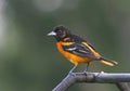 Northern Baltimore Oriole