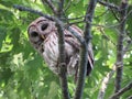 Northern barred owl on a tree branch Royalty Free Stock Photo