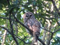 Northern barred owl on a tree branch Royalty Free Stock Photo