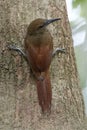 Northern Barred Woodcreeper Climbing a Tree - Panama