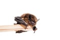 Northern bat on white. Royalty Free Stock Photo