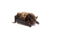 Northern bat on white. Royalty Free Stock Photo