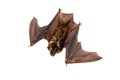 Northern bat on white. Royalty Free Stock Photo