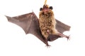 Northern bat on white. Royalty Free Stock Photo